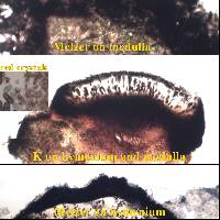 Buellia subdisciformis image