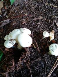 Clitocybe subconnexa image