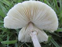 Macrolepiota zeyheri image