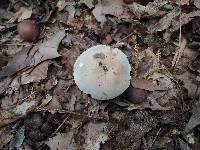 Russula modesta image