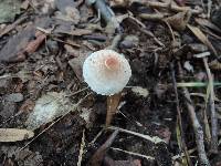 Lepiota cristata image