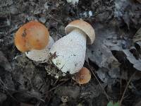 Boletus chippewaensis image