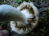 Tricholoma pardinum image