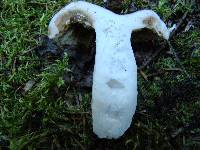 Tricholoma pardinum image