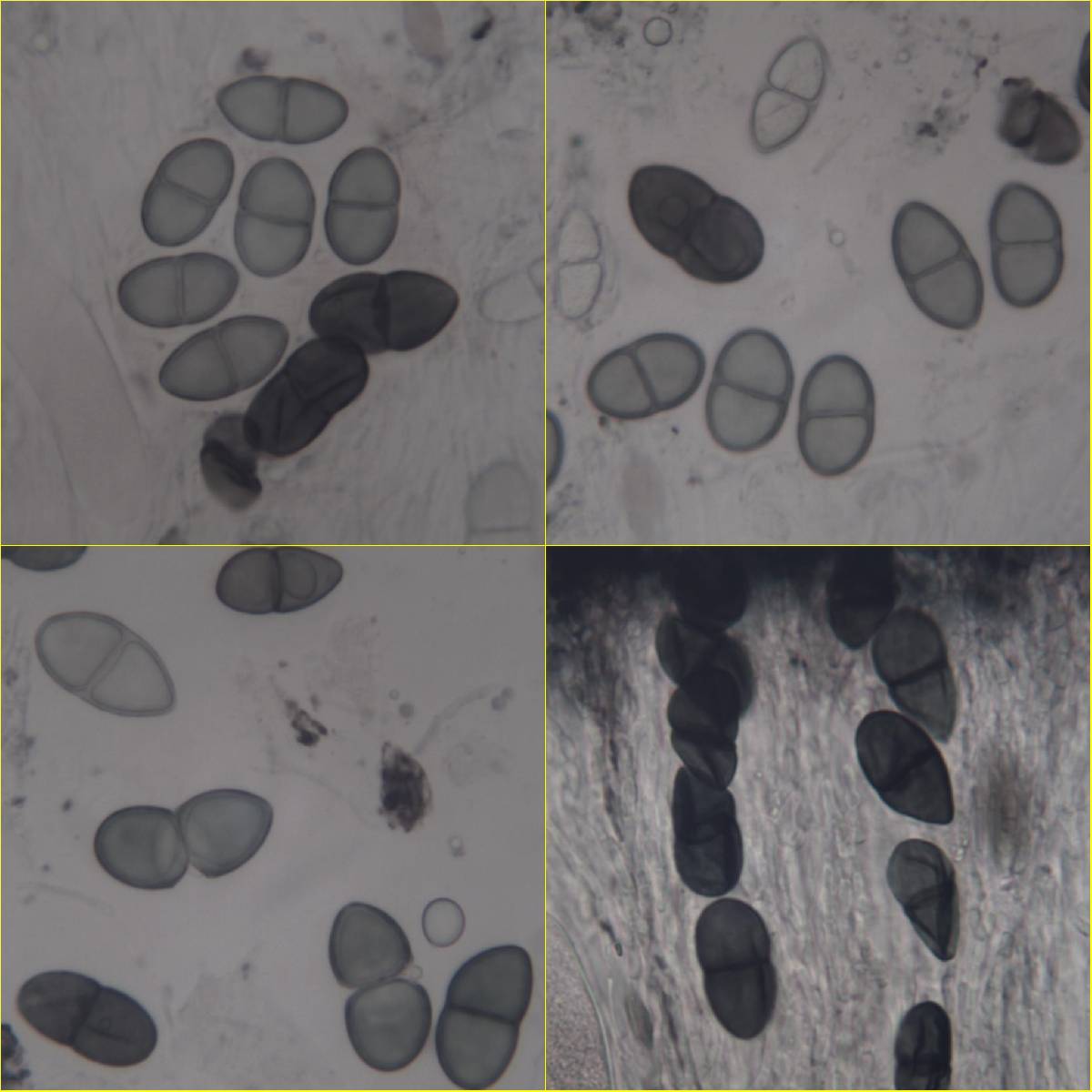 Rhizocarpon badioatrum var. badioatrum image