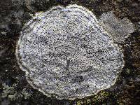 Pertusaria aspergilla image