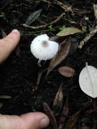 Leucocoprinus cepistipes image