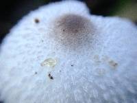 Leucocoprinus cepistipes image