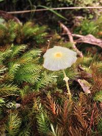 Leucocoprinus fragilissimus image