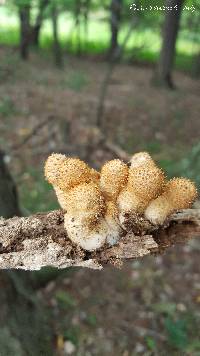 Pholiota squarrosoides image