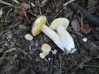 Boletus chippewaensis image