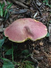 Boletus roseopurpureus image