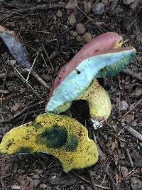 Boletus roseopurpureus image