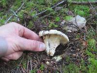 Cantharellus subalbidus image