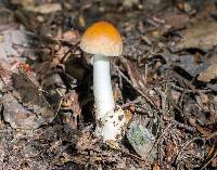 Amanita amerifulva image