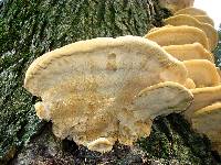 Vanderbylia robiniophila image