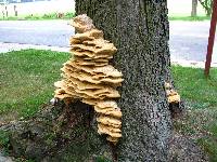 Vanderbylia robiniophila image