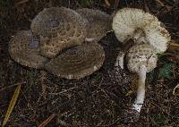 Chlorophyllum olivieri image