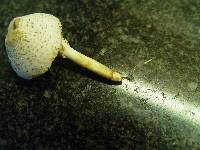 Leucocoprinus cepistipes image