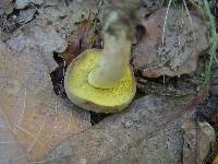 Boletus subtomentosus image