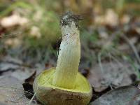 Boletus subtomentosus image