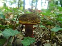 Boletus erythropus image