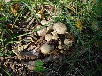 Pholiota gummosa image