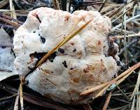 Hydnellum peckii image