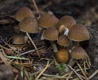 Psathyrella piluliformis image