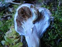 Cortinarius traganus image