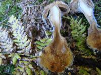 Cortinarius traganus image