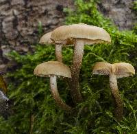 Kuehneromyces mutabilis image