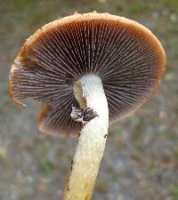 Leratiomyces squamosus image