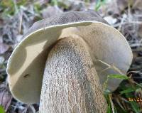 Boletus variipes var. fagicola image