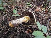 Agaricus albolutescens image