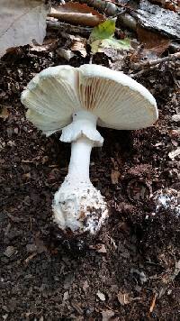 Amanita subcokeri image