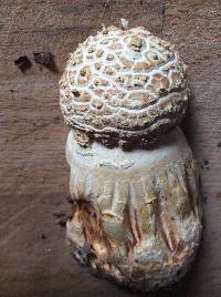 Amanita ravenelii image