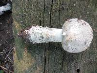 Amanita solitaria image