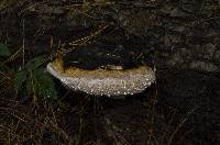Fomitopsis mounceae image