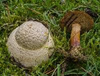 Amanita muscaria var. flavivolvata image