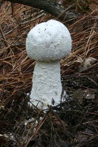 Amanita polypyramis image