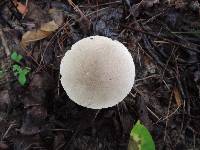 Leccinum rimulosum image