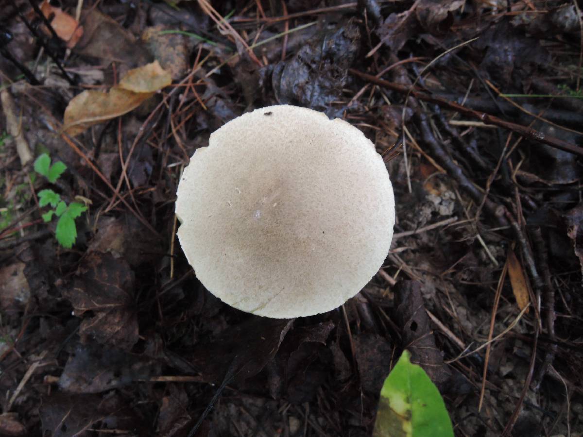 Leccinum rimulosum image