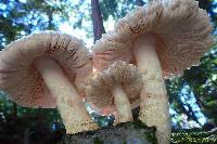 Pluteus petasatus image