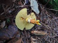 Suillus grevillei image