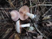 Cortinarius torvus image