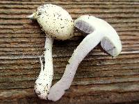 Stropharia coronilla image