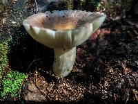 Russula crustosa image