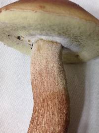 Boletus subcaerulescens image