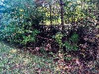 Amanita persicina image
